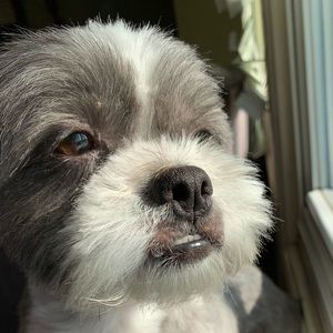 Meet your Posher, Shalini